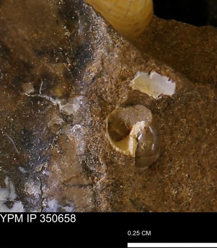 undet. Gastropoda