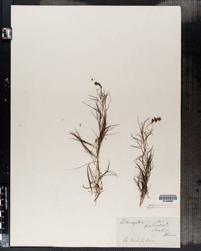Potamogeton pectinatus