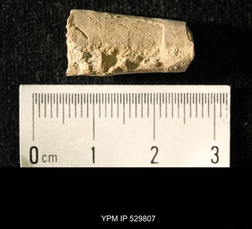 Pseudorthoceras knoxense