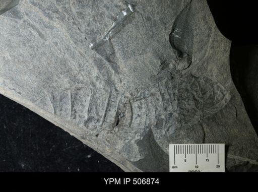 Hughmilleria sp.