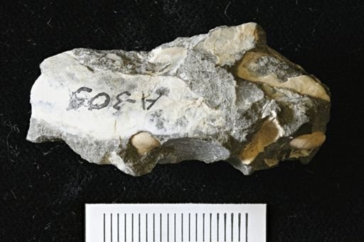 Phelopteria linguaeformis