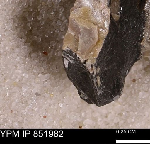undet. Bivalvia