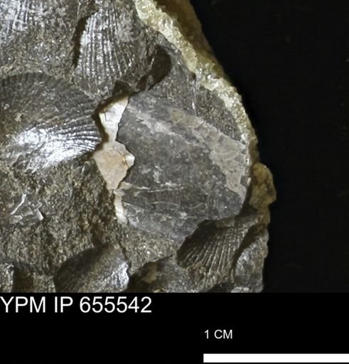 Pseudoptera?