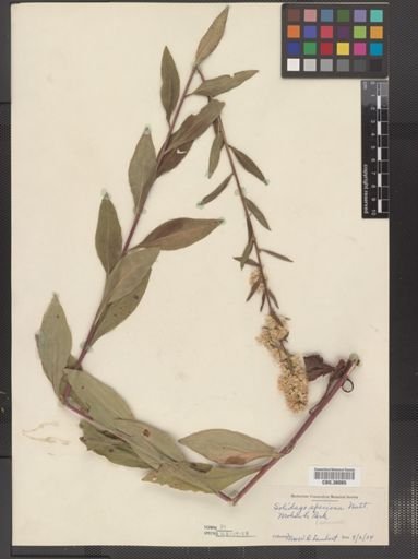 Solidago speciosa