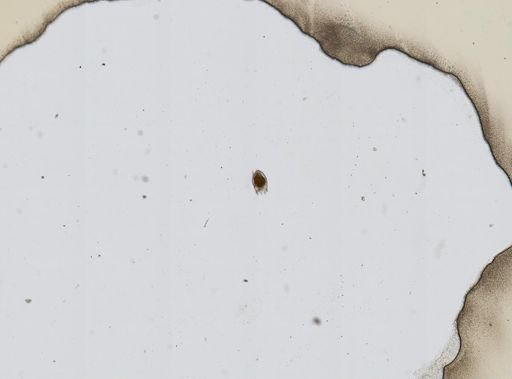 Mytilina mucronata
