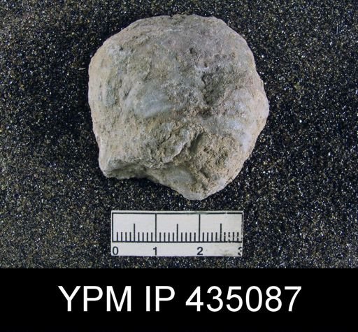 Aulosteges medlicottianus