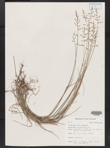 Poa compressa