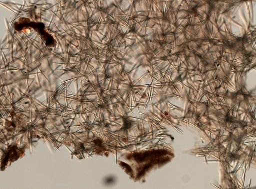 Haliclona (Gellius) textapatina