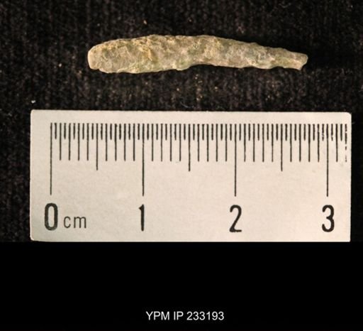 Archaeocidaris sp.
