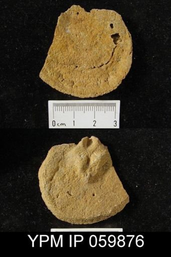 Leptaena rhomboidalis