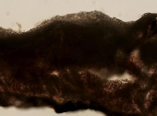 Placospongia cf. carinata