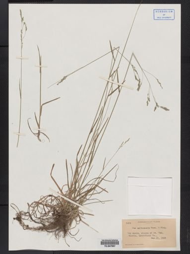 Poa saltuensis
