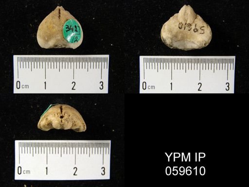 Eatonia peculiaris