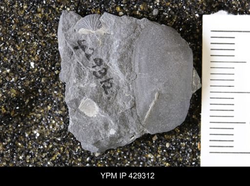 Nuculites oblongatus
