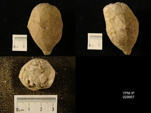 Caryocrinites ornatus