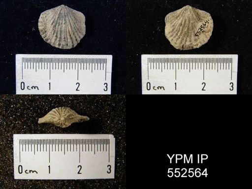 Atrypa rugosa