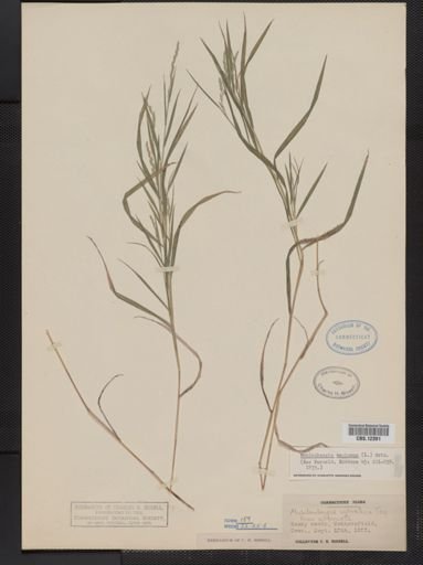 Muhlenbergia mexicana