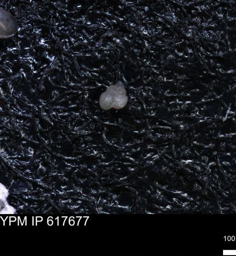 undet. Heterohelicidae