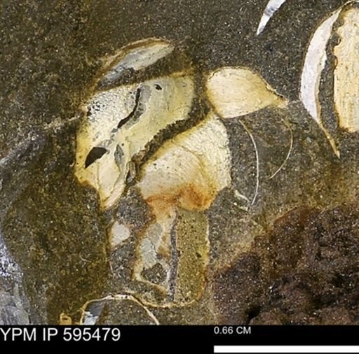 Protocardia sp.