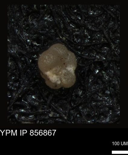 undet. Rugoglobigerinidae