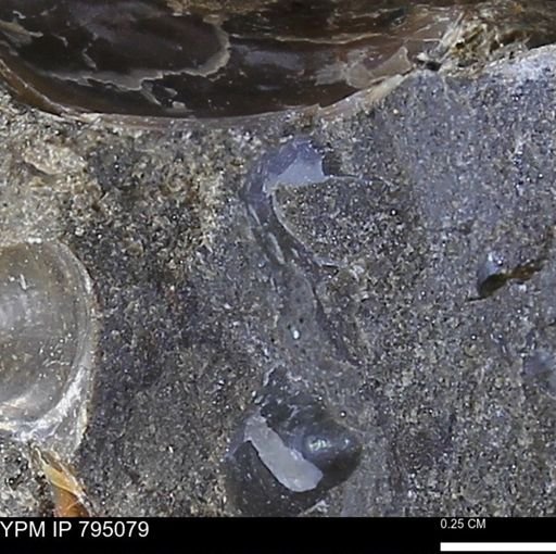 undet. Mollusca