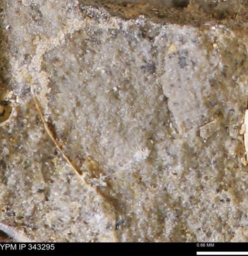 undet. Bivalvia