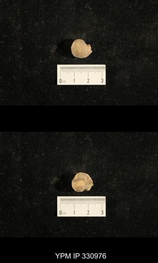 Euphemites sp.