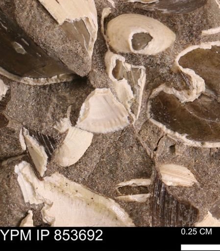 Limopsis? striatopunctatus