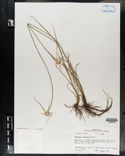 Plantae