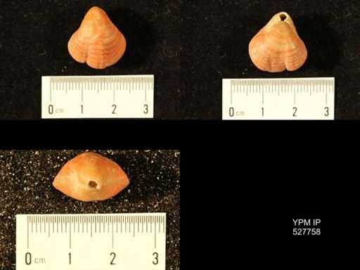 Terebratella inconspicua