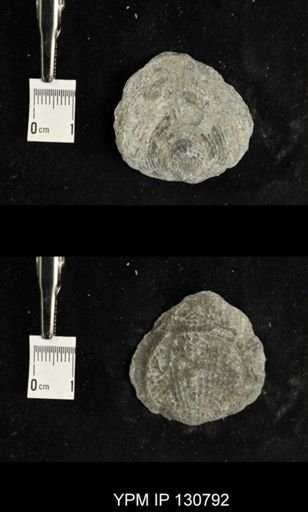 Spinatrypa spinosa