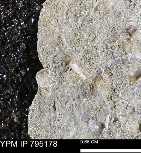undet. Bivalvia