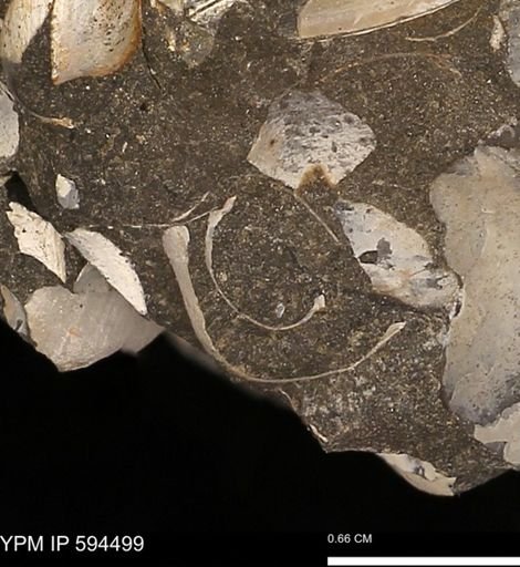 Protocardia sp.