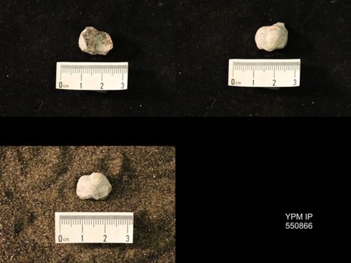 Marginifera wabashensis