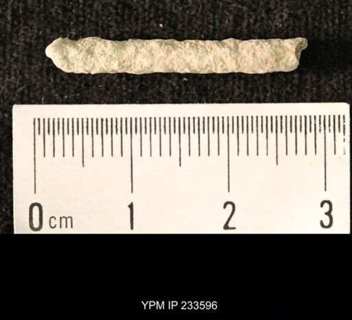 Archaeocidaris sp.