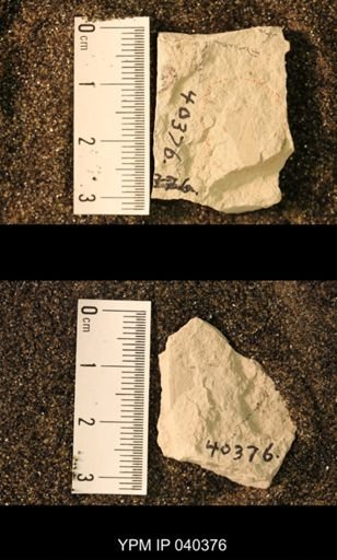 Probnis speciosa