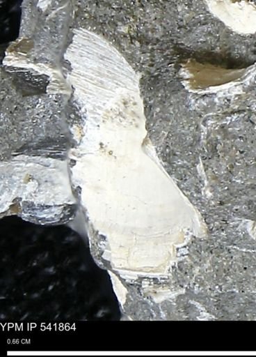 Limopsis striatopunctatus