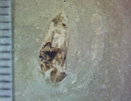 Hexapoda?
