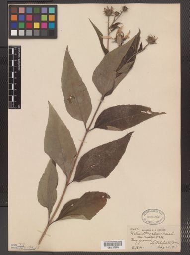 Helianthus strumosus