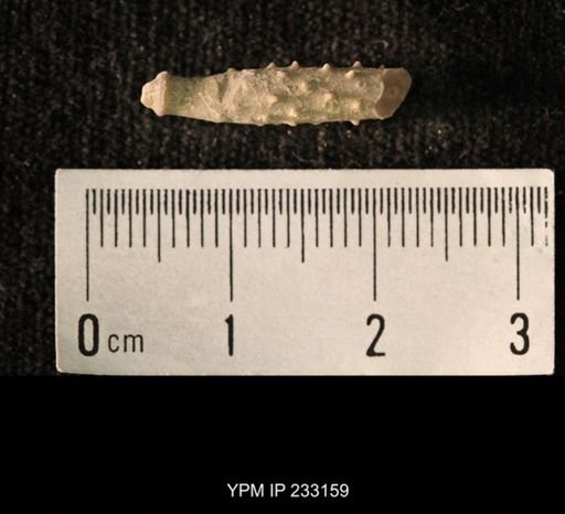 Archaeocidaris sp.
