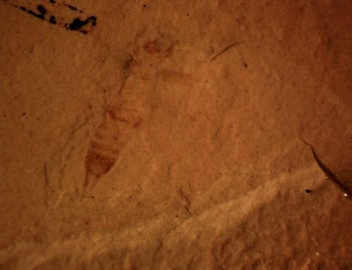 undet. Dermaptera