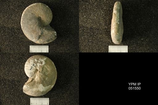 Hoploscaphites nicolletii