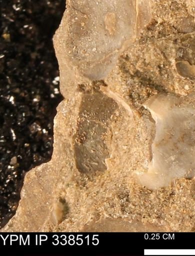 undet. Mollusca