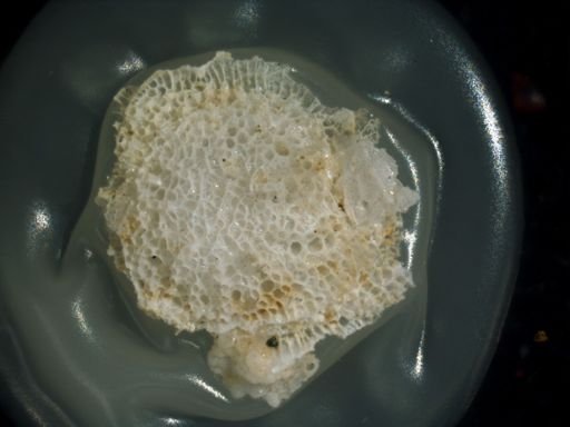 Lichenopora