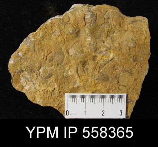 undet. Brachiopoda
