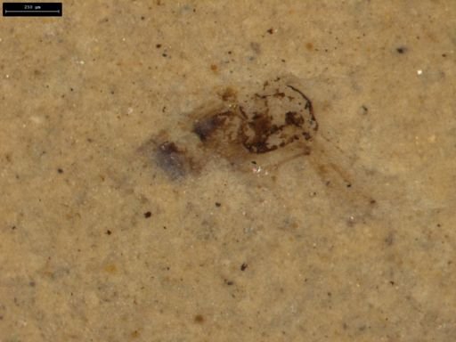 Auchenorrhyncha?