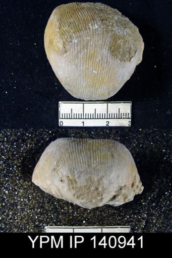 Productus (Linoproductus) lineatus