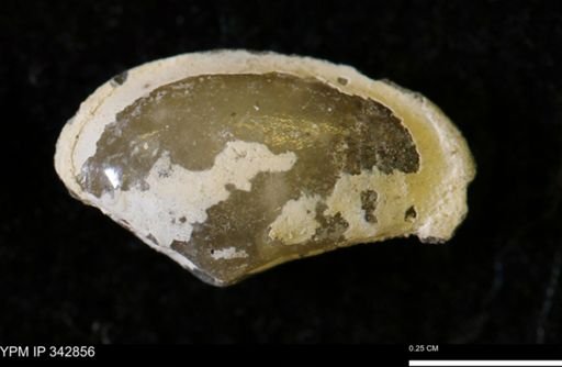 Nuculana sp.