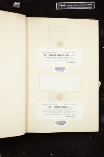 Desmidium cylindricum