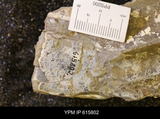 Baculites sp.